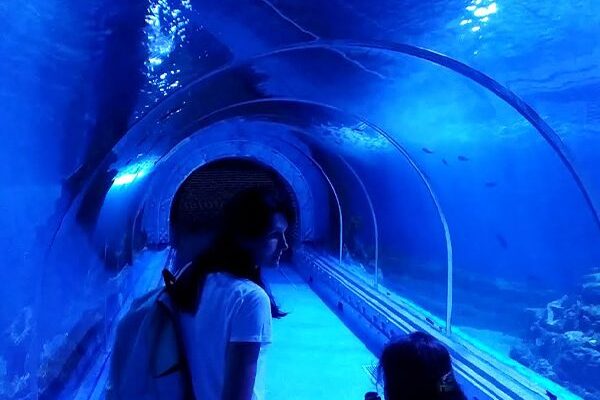 The Great Aquarium