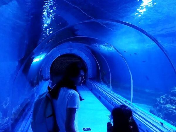 The Great Aquarium